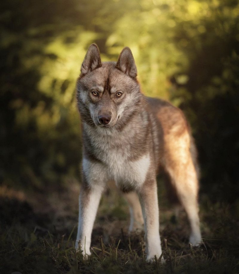 Arès Mâle Husky de siberie