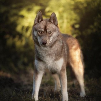 chien Husky de siberie Arès Les loups d’Emeraude