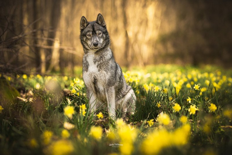 Bamboo Femelle Husky de siberie