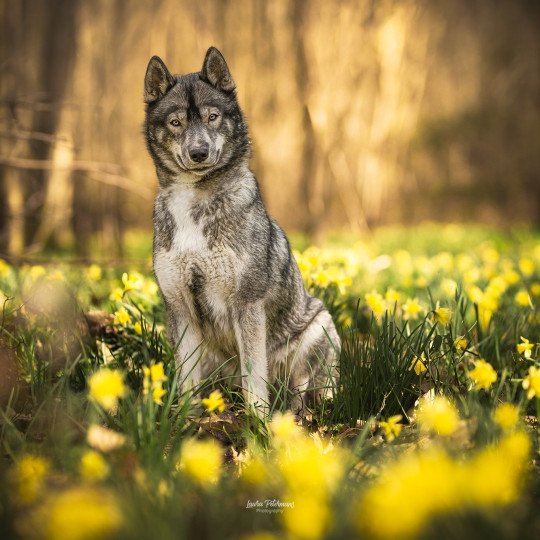 Bamboo Femelle Husky de siberie