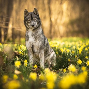 chien Husky de siberie Bamboo Les loups d’Emeraude
