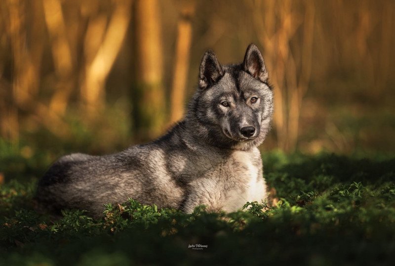 Bamboo Femelle Husky de siberie