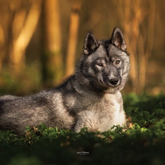 Bamboo Femelle Husky de siberie