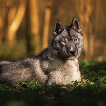 chien Husky de siberie Bamboo Les loups d’Emeraude