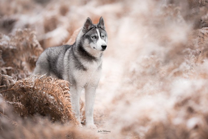 Panda Femelle Husky de siberie