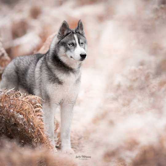 Panda Femelle Husky de siberie