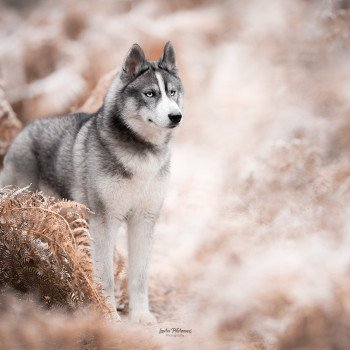 chien Husky de siberie Gris agouti Cholito milagros esposito Les loups d’Emeraude